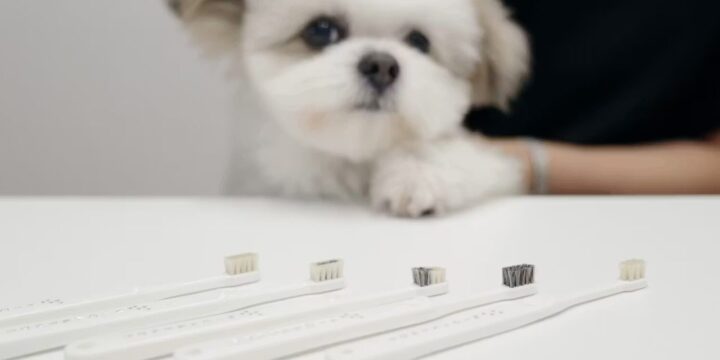 愛犬と犬用歯ブラシMIGAKENDEの商品イメージ