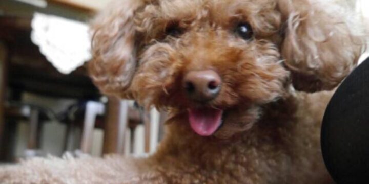 笑顔でカメラを見つめるトイプードル